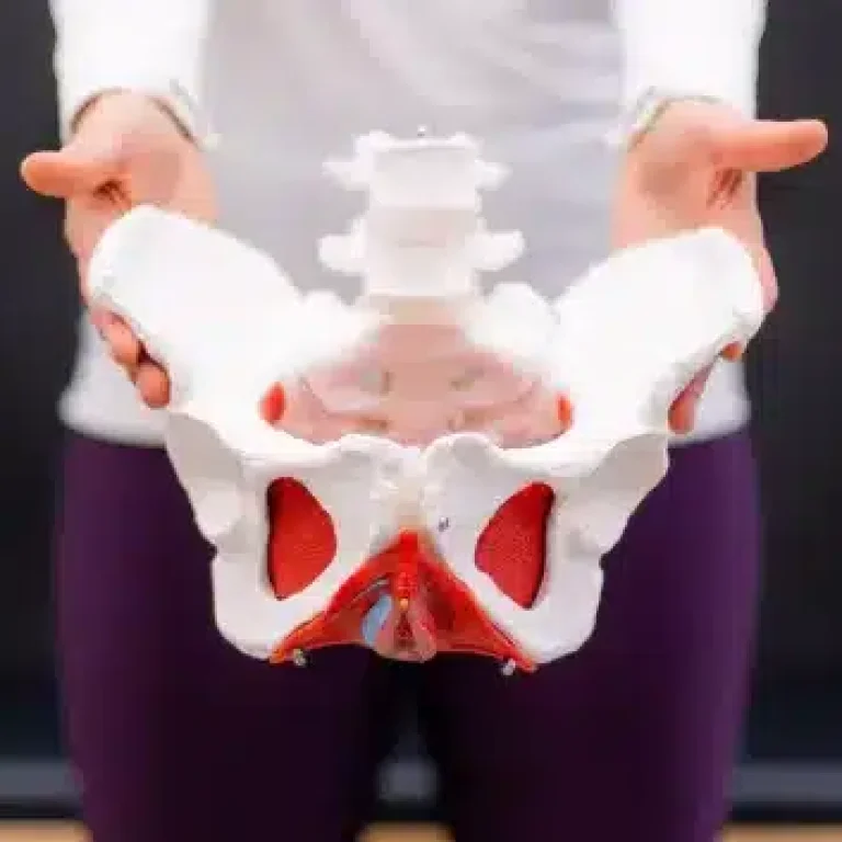 Image-two_-The-Pelvic-Floor-2